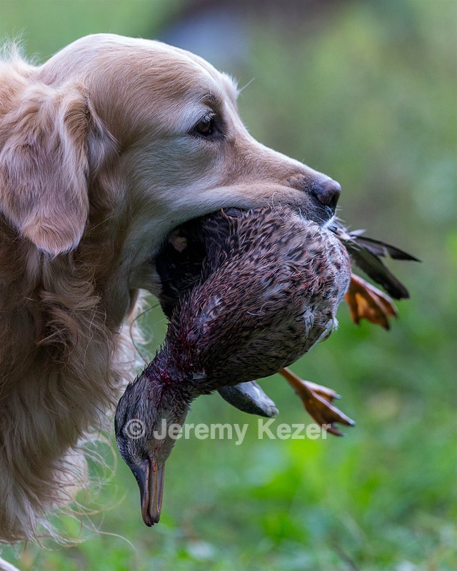 Ghillie Deresienska