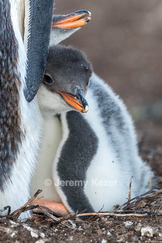 Gentoo Penguin, Sea Lion Island, The Falklands