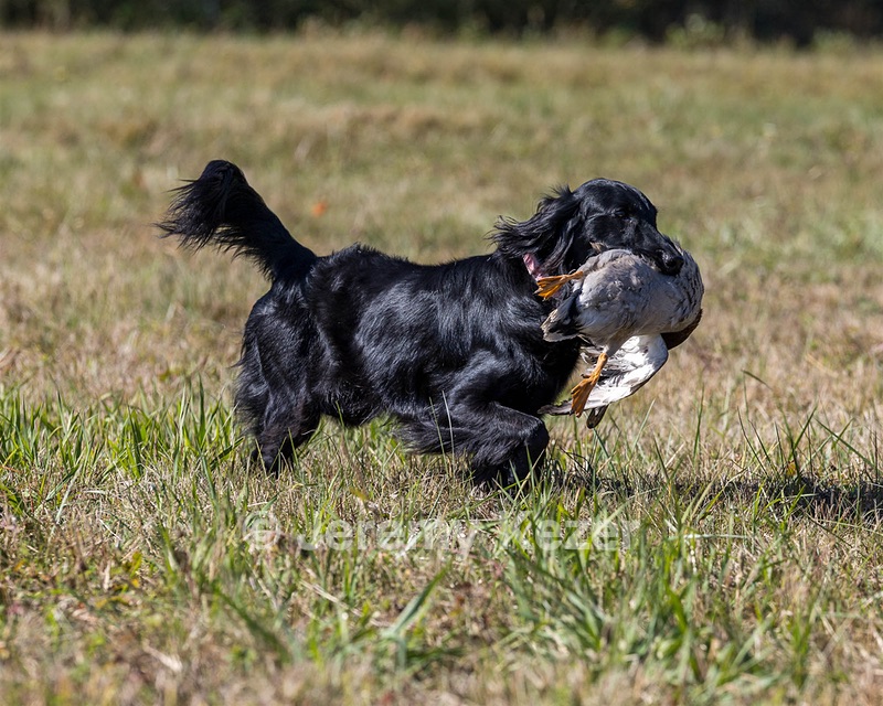 Dolly Partridge