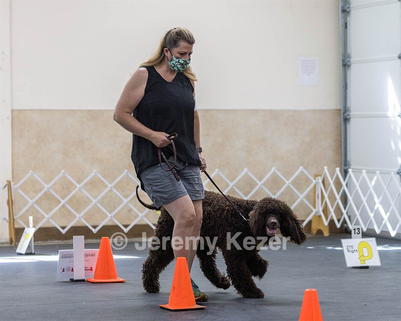 2204 - GCH CH BREKKON'S FIRST MARK CGC
