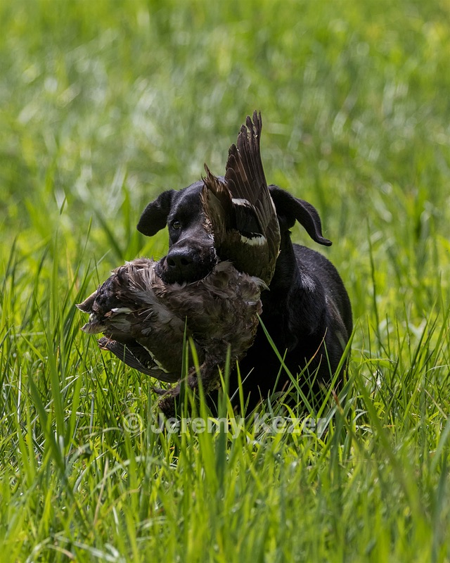 Flint