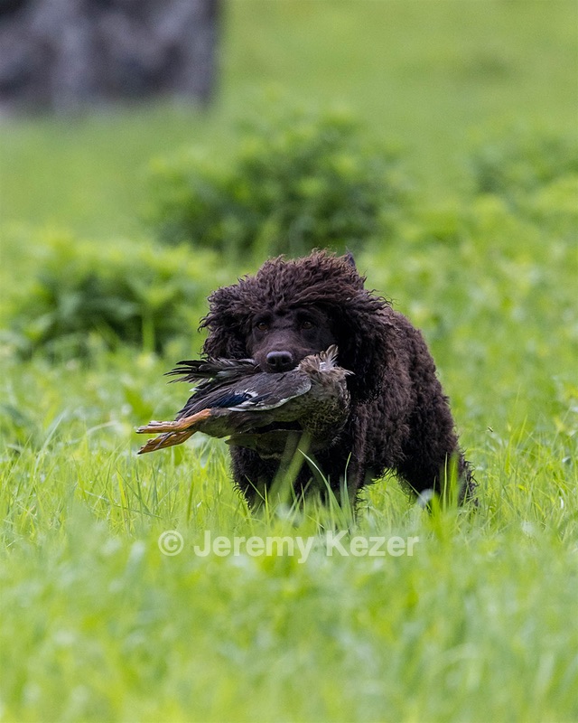 Ghillie Kezer