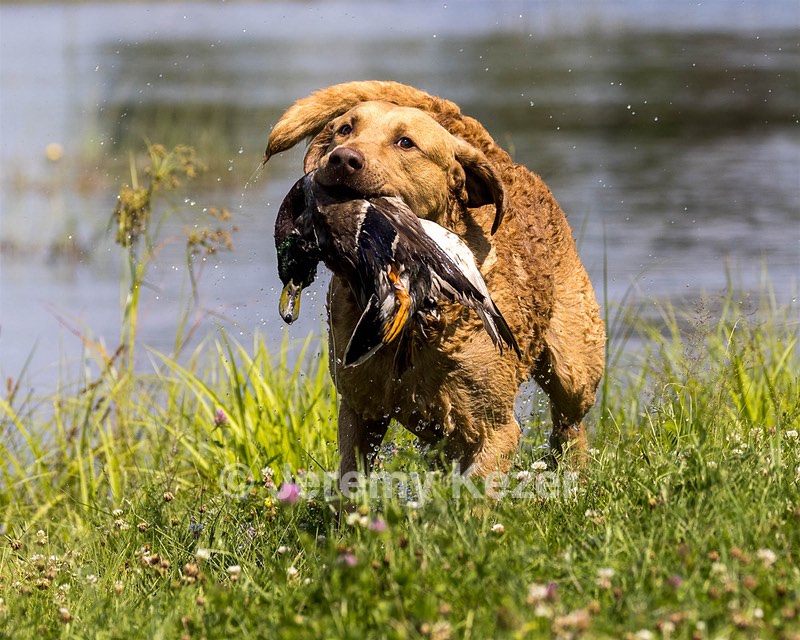 Odie