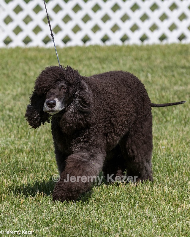 64 - CH Navarone's Absolutely Fabulous RN CGC (Edwina)