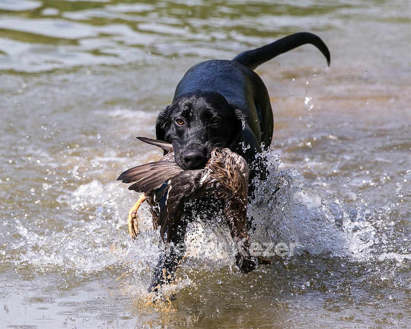 Beau