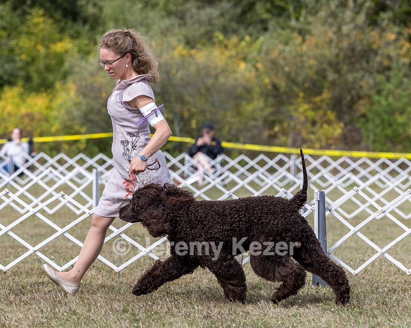 07 - GCH Castlehill's Ramblin' Rafael O'Crispin BN RA (Raffie)