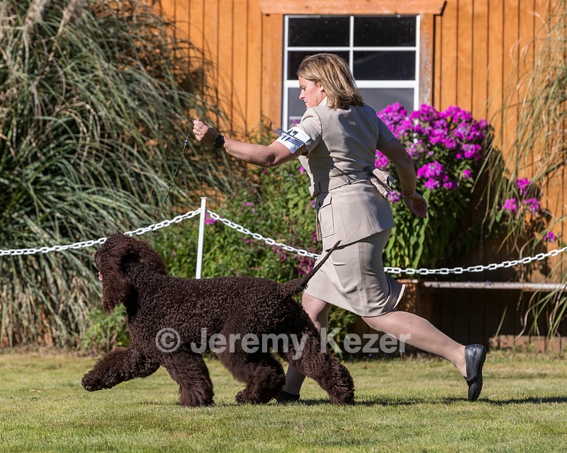 17 - GCH CH FLINTCREST FIVE STAR GENERAL (Grant)