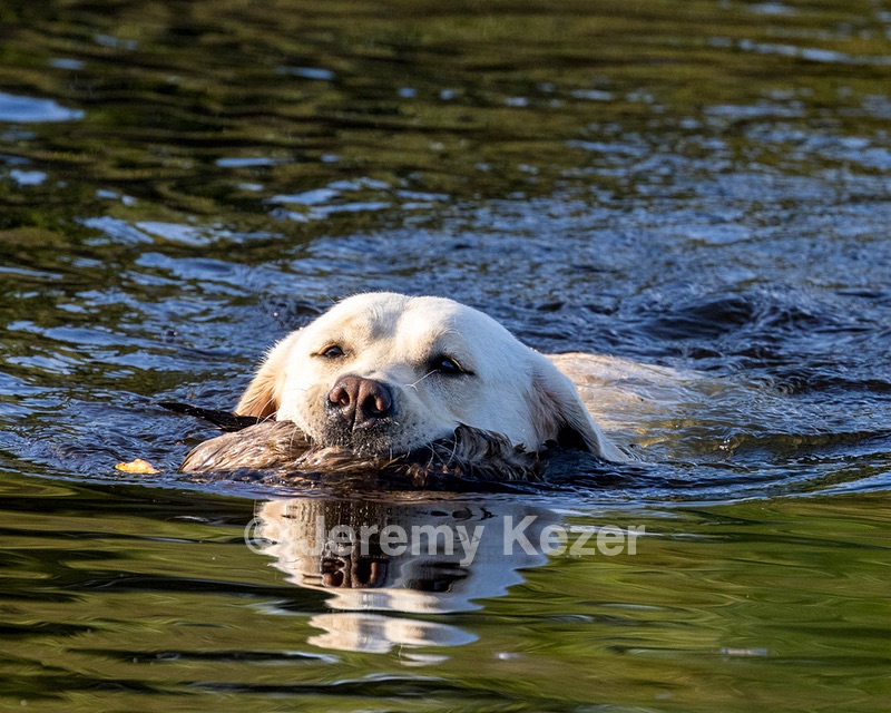Darlin Wolf