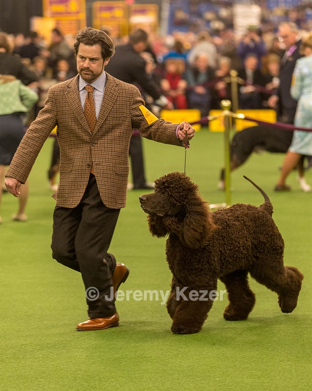 08 - GCH CH Quiet Storm My Boy's Wicked Smart CGCA TKA (Bayes)