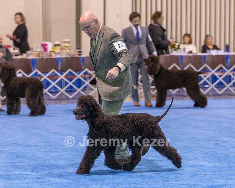 26 - CH Blackthorn 'N Nawedshoe's Sausalito Rose BCAT TKN (Rosie)