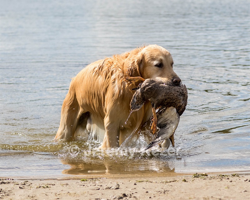 Ghillie Deresienska
