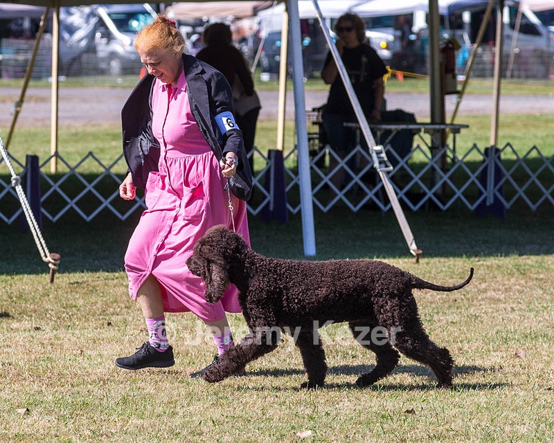 06 - CASTLEHILL'S WICKEDLY CUTE JOLENE CGCA TKP RAE B (Jolene)