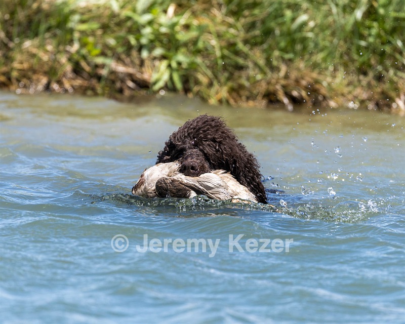 Ghillie