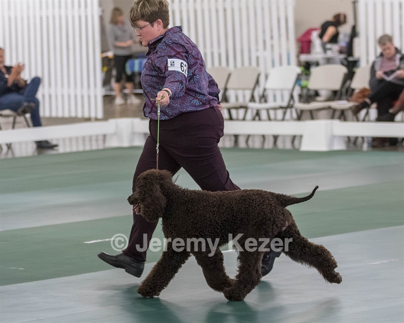62 - GCH ALL GREEN WI' ENVY V ALPHA NORDIC CD RE DS RATN (Jade)