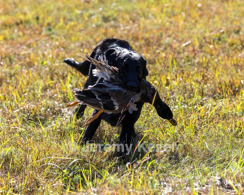 Test Dog