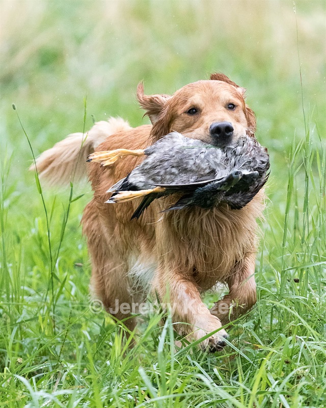Hawk Worrest