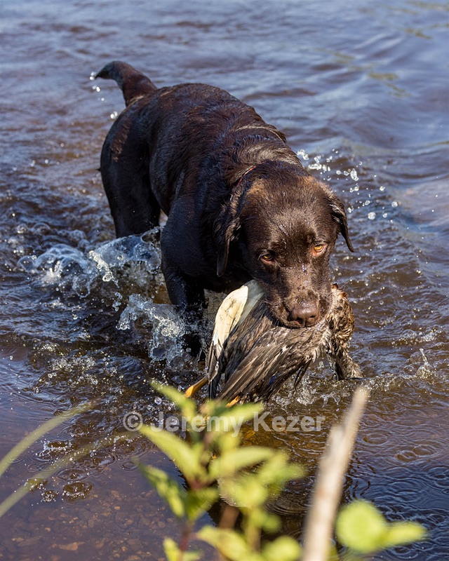 Jenny Brownell
