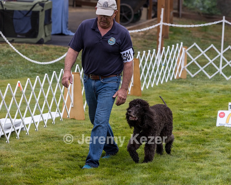 2501 - GCH CH BLACKTHORN'S KEEVA CROMPTON RM AX AXJ XF TKN (Keeva)