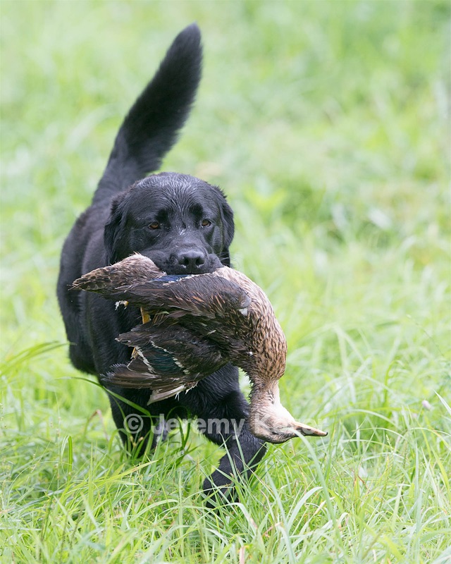 Ranger schuko