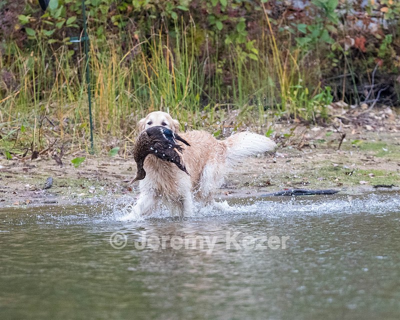 Ghillie