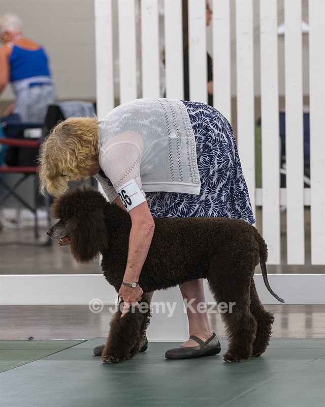 36 - GCH ARROYO'S BEGIN THE BEGUINE AX OAJ NF (Porter)