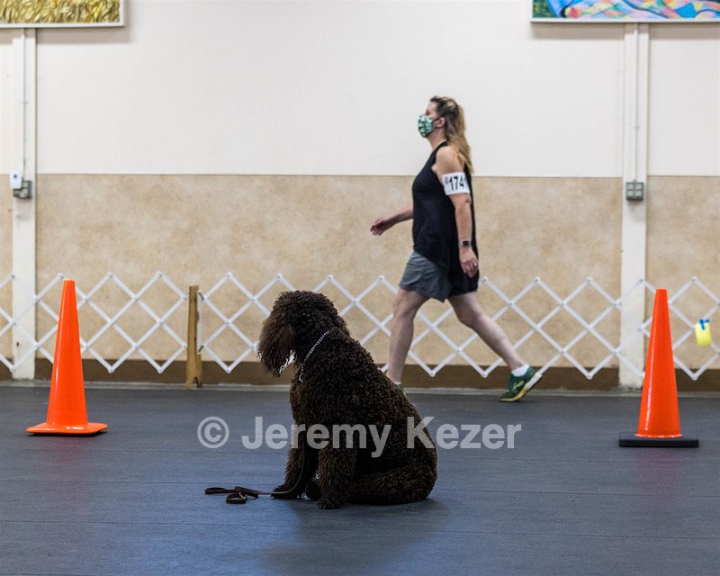 1741 - GCH CH BREKKON'S FIRST MARK CGC