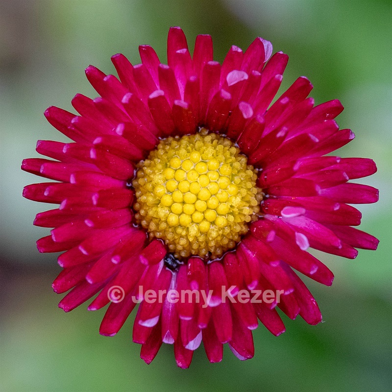 Flower, Amesbury, Massachusetts