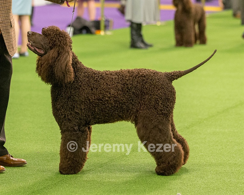 08 - GCH CH Quiet Storm My Boy's Wicked Smart CGCA TKA (Bayes)