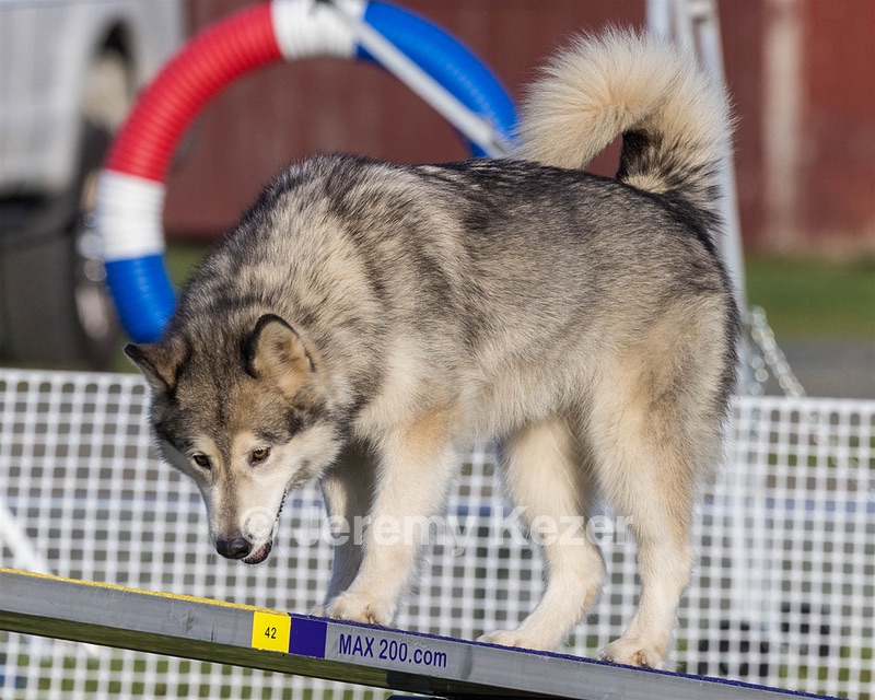 Q King