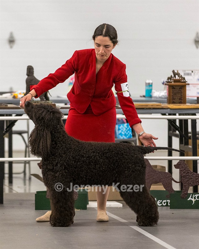 38 - GCHS Poole’s Ide Say No More CD RA JH DS CGC TKI (Simone)