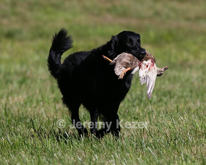 Gunner McCluer