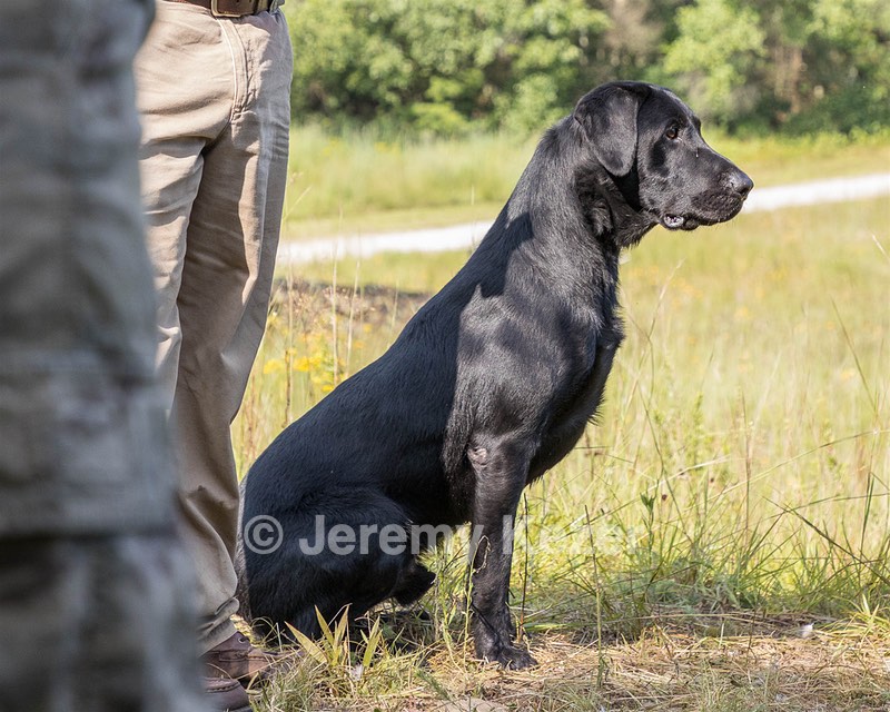 Bolt Sboro