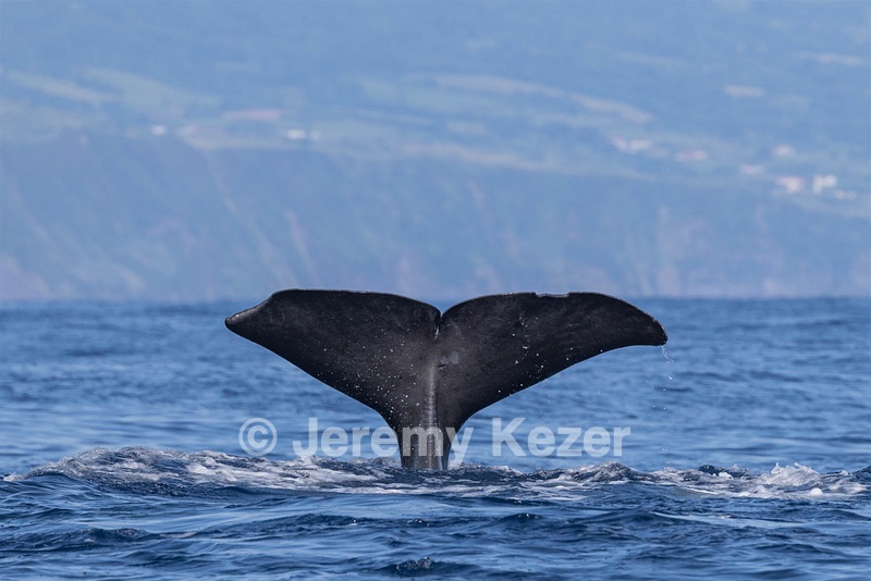Sperm Whale