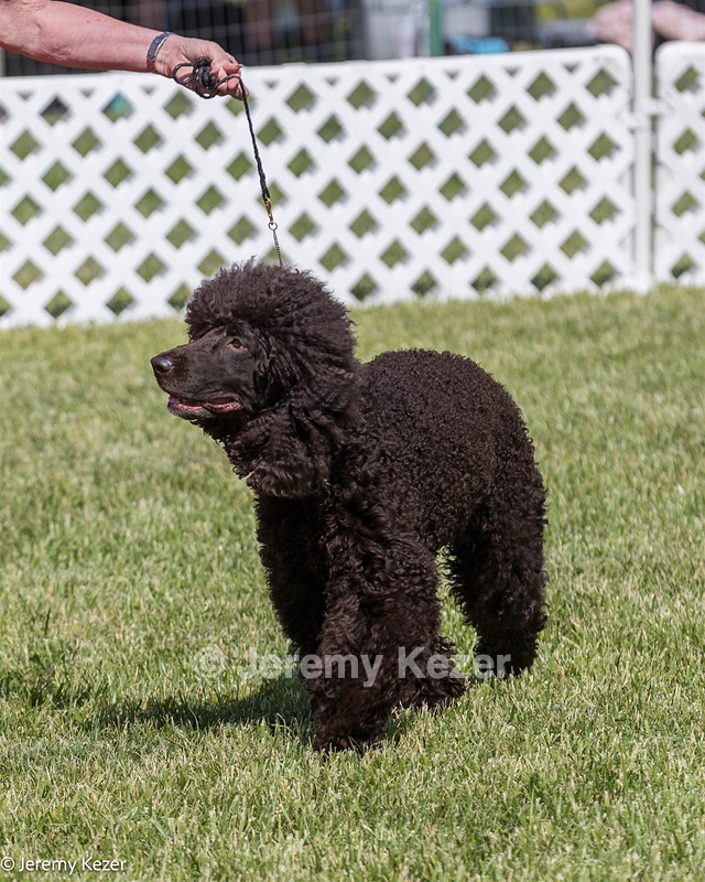 38 - RACH Castlehill's Wickedly Cute Jolene CD BN GN RM5 RAE5 CAX THDN DJ DN CGCA TKP ATT