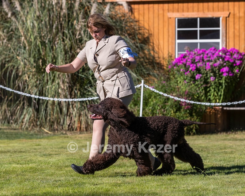 17 - GCH CH FLINTCREST FIVE STAR GENERAL (Grant)