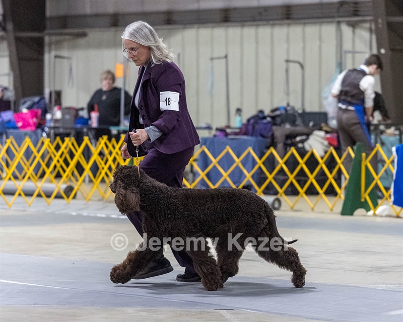 18 - CASTLEHILL'S P.S. BABY I'M A STAR AT DONNYBROOK FDC CA FCAT SWNE
SWA SIAE SEAE TKN ATT FTN (Portia)