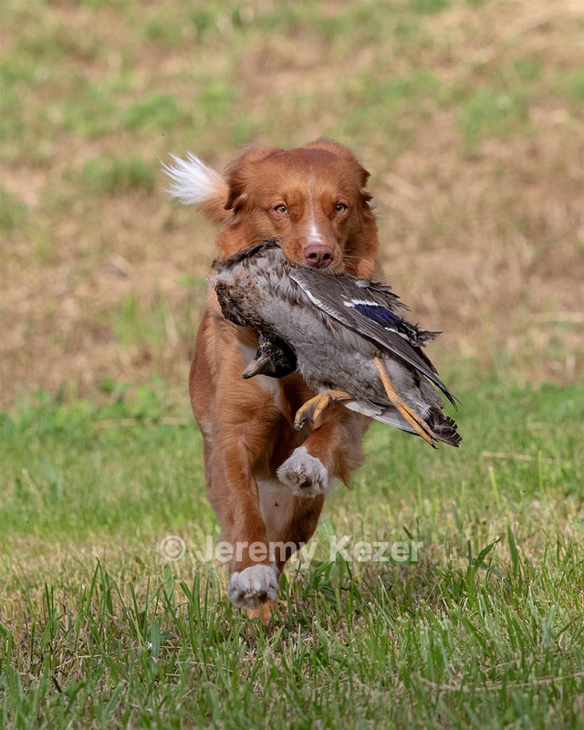 Ganser Baillargeon