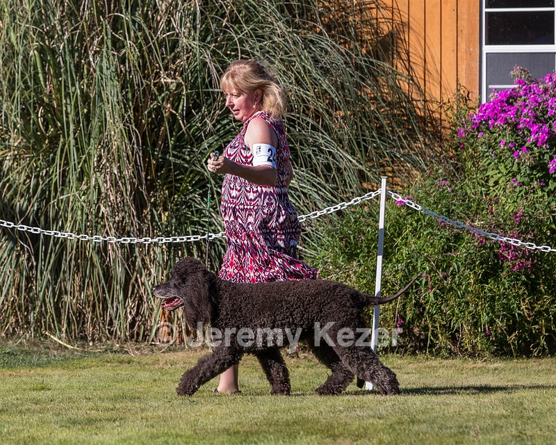 24 - GCH CH BLACKTHORN'S KEEVA CROMPTON RM AX AXJ XF TKN (Keeva)