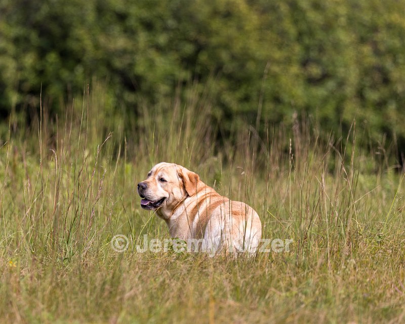 Henry