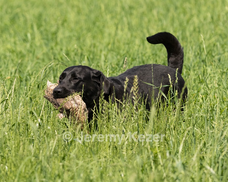 Pepper Ungar