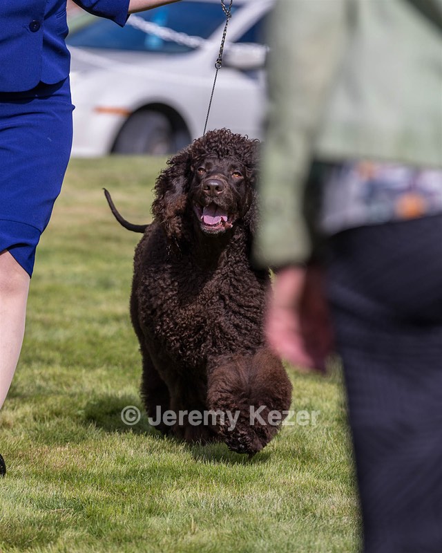 17 - GCH CH FLINTCREST FIVE STAR GENERAL (Grant)