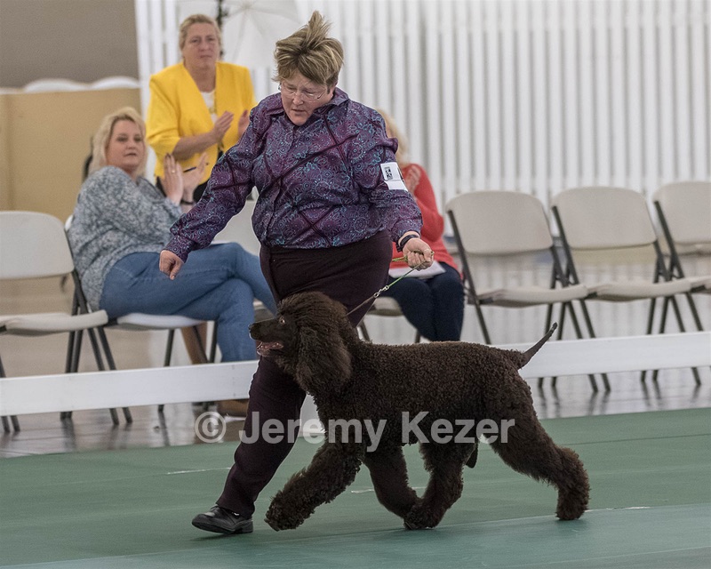 62 - GCH ALL GREEN WI' ENVY V ALPHA NORDIC CD RE DS RATN (Jade)
