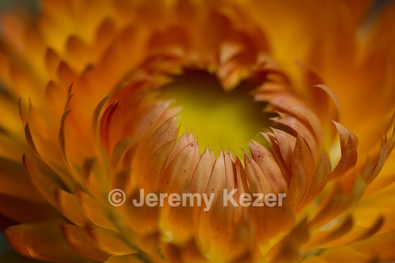 Strawflowers, Massachusetts