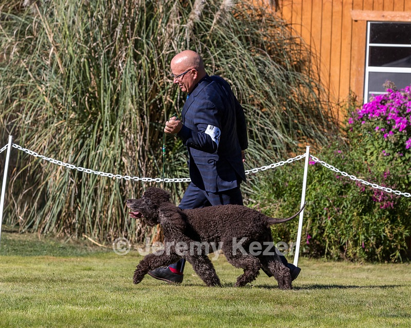 24 - GCH CH BLACKTHORN'S KEEVA CROMPTON RM AX AXJ XF TKN (Keeva)