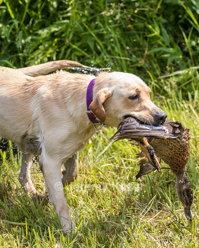Sierra Hager