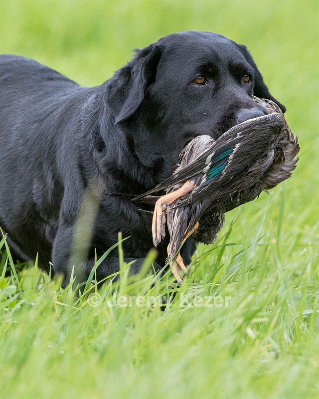 Ruffy Wolcott