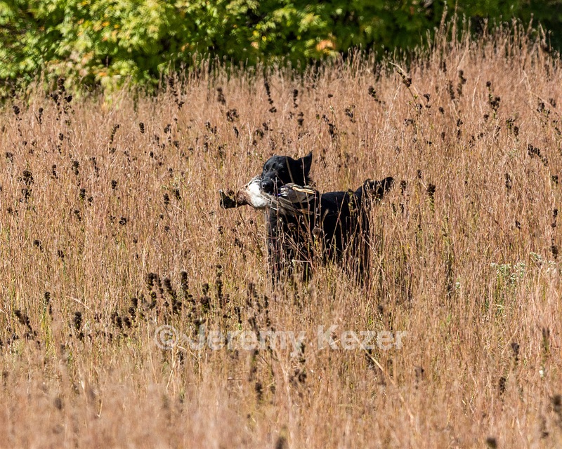 Ruger Bodine