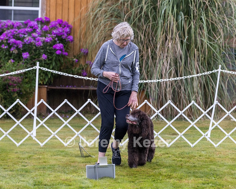 2201 - GCH CH MACH ARROYO'S BEGIN THE BEGUINE MXS MJS MXP MJP MXF T2B2 (Porter)