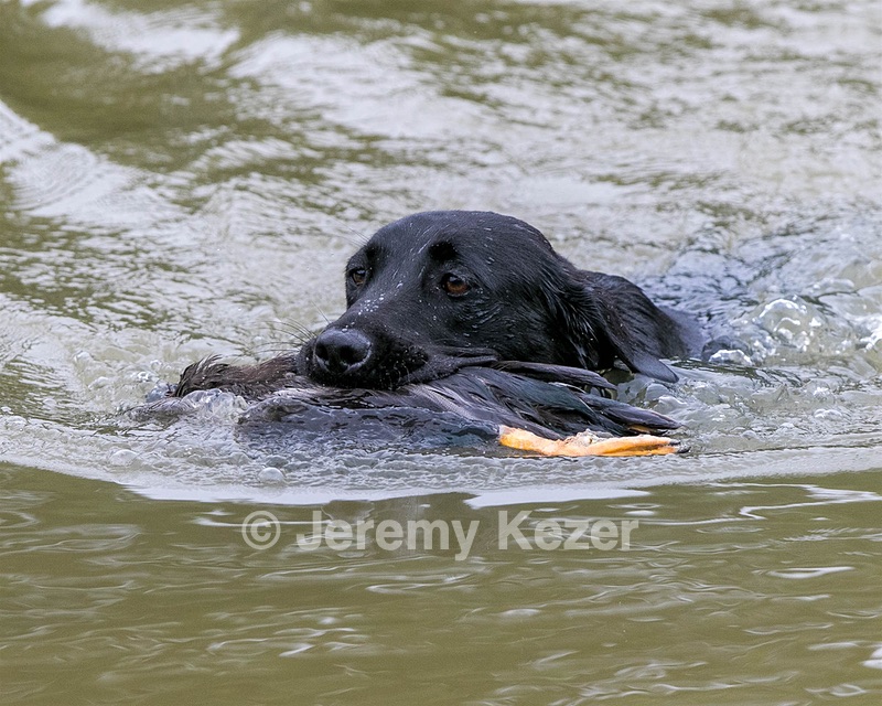 Piper