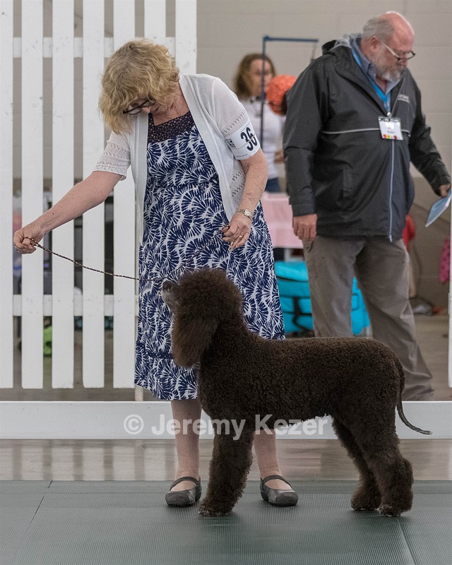 36 - GCH ARROYO'S BEGIN THE BEGUINE AX OAJ NF (Porter)
